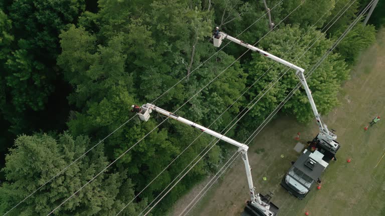 Cornish, ME Tree Services Company