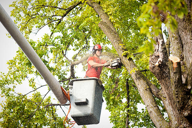 Best Arborist Consultation Services  in Cornish, ME