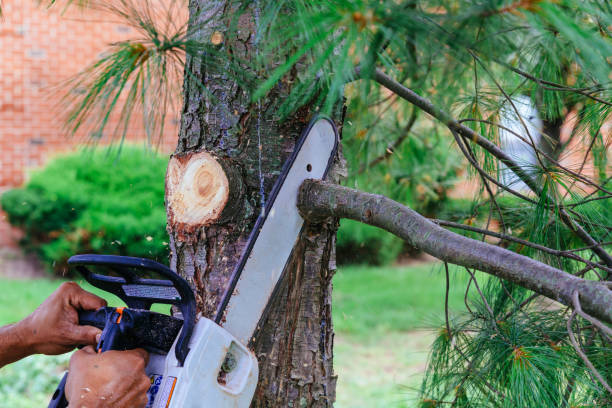 Best Hazardous Tree Removal  in Cornish, ME